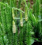 Lycopodium annotinum. Вегетативные и генеративные (со стробилами) побеги во время активного спороношения. Украина, Ивано-Франковская обл., Надворнянский р-н, природный заповедник \"Горганы\", ур. Джурджинец. 27 августа 2010 г.