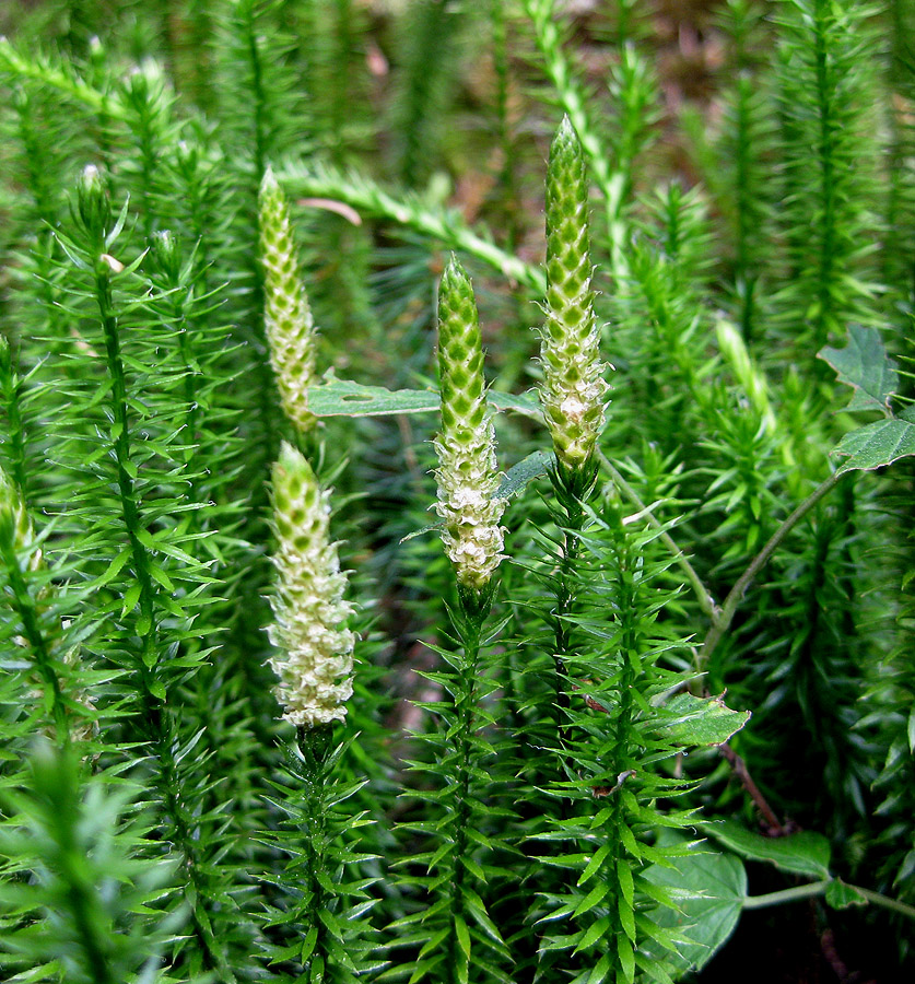 Изображение особи Lycopodium annotinum.