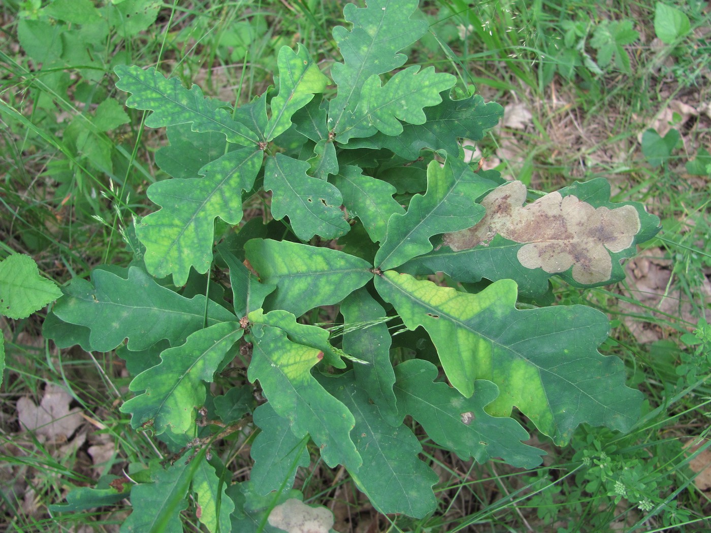 Image of Quercus robur specimen.