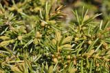 Juniperus rigida подвид litoralis. Части веточек. Приморье, Партизанский р-н, окр. пос. Врангель, прибрежные скалы. 29.04.2021.