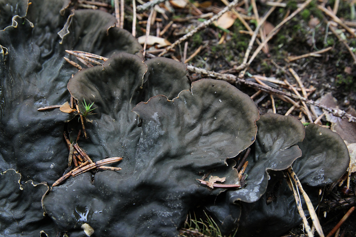 Image of genus Peltigera specimen.