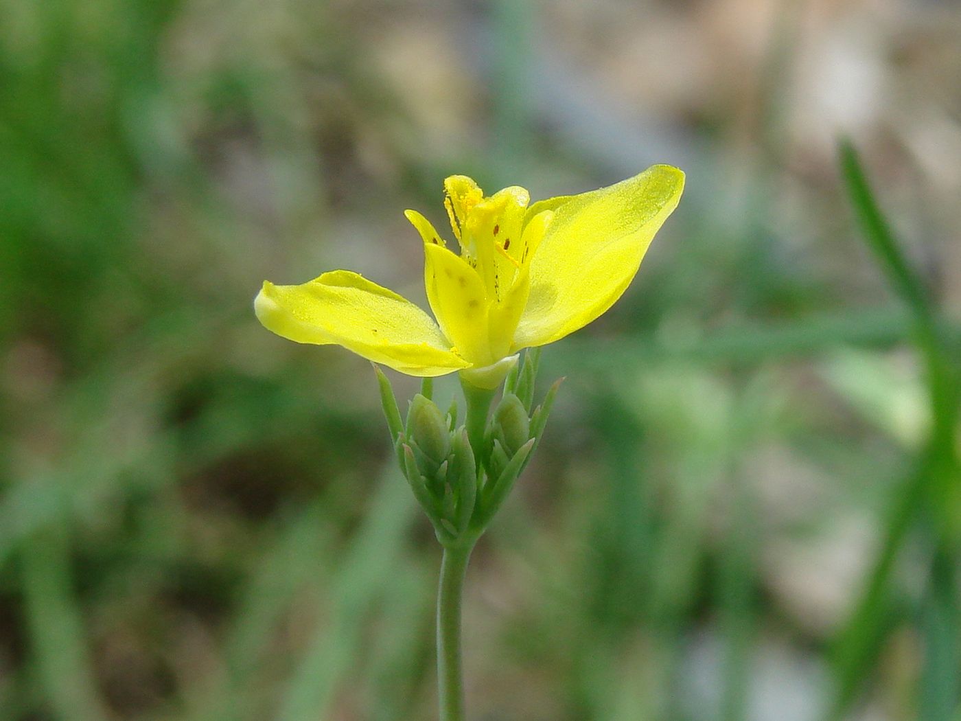 Image of Hypecoum parviflorum specimen.