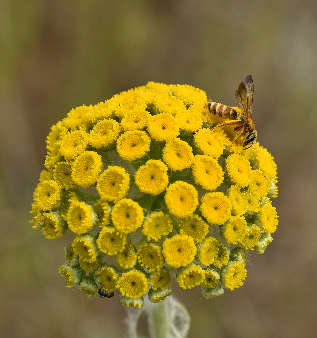 Image of Pseudohandelia umbellifera specimen.