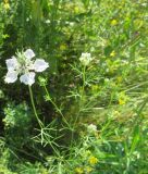 Nigella arvensis