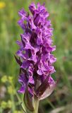 Dactylorhiza incarnata