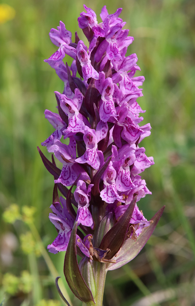 Изображение особи Dactylorhiza incarnata.