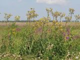 Sonchus palustris