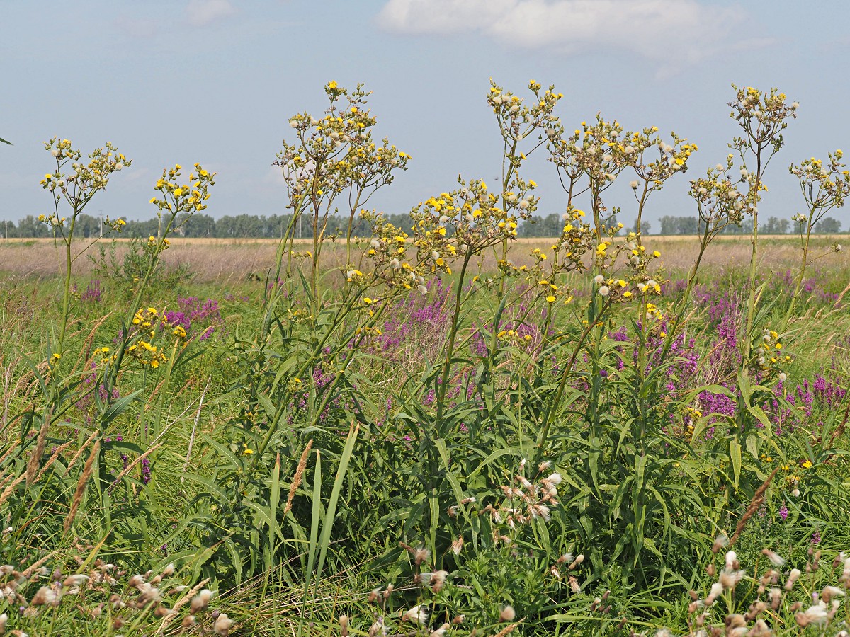 Изображение особи Sonchus palustris.