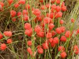 Ephedra distachya