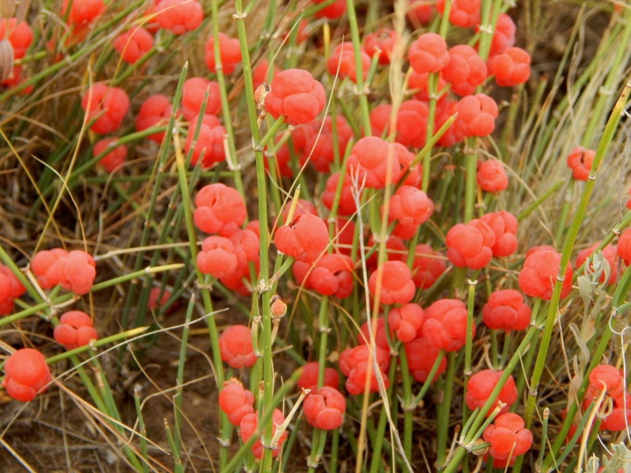 Изображение особи Ephedra distachya.