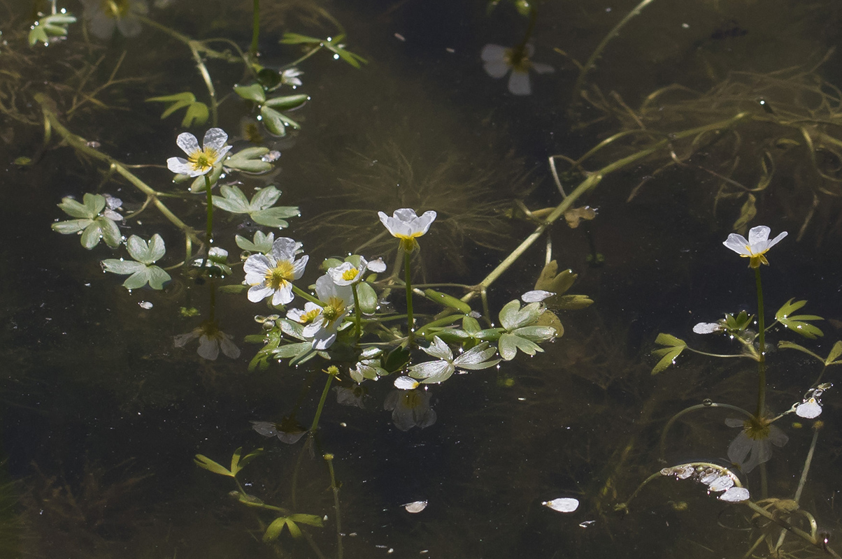 Изображение особи Ranunculus aquatilis.