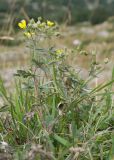 Potentilla argentea