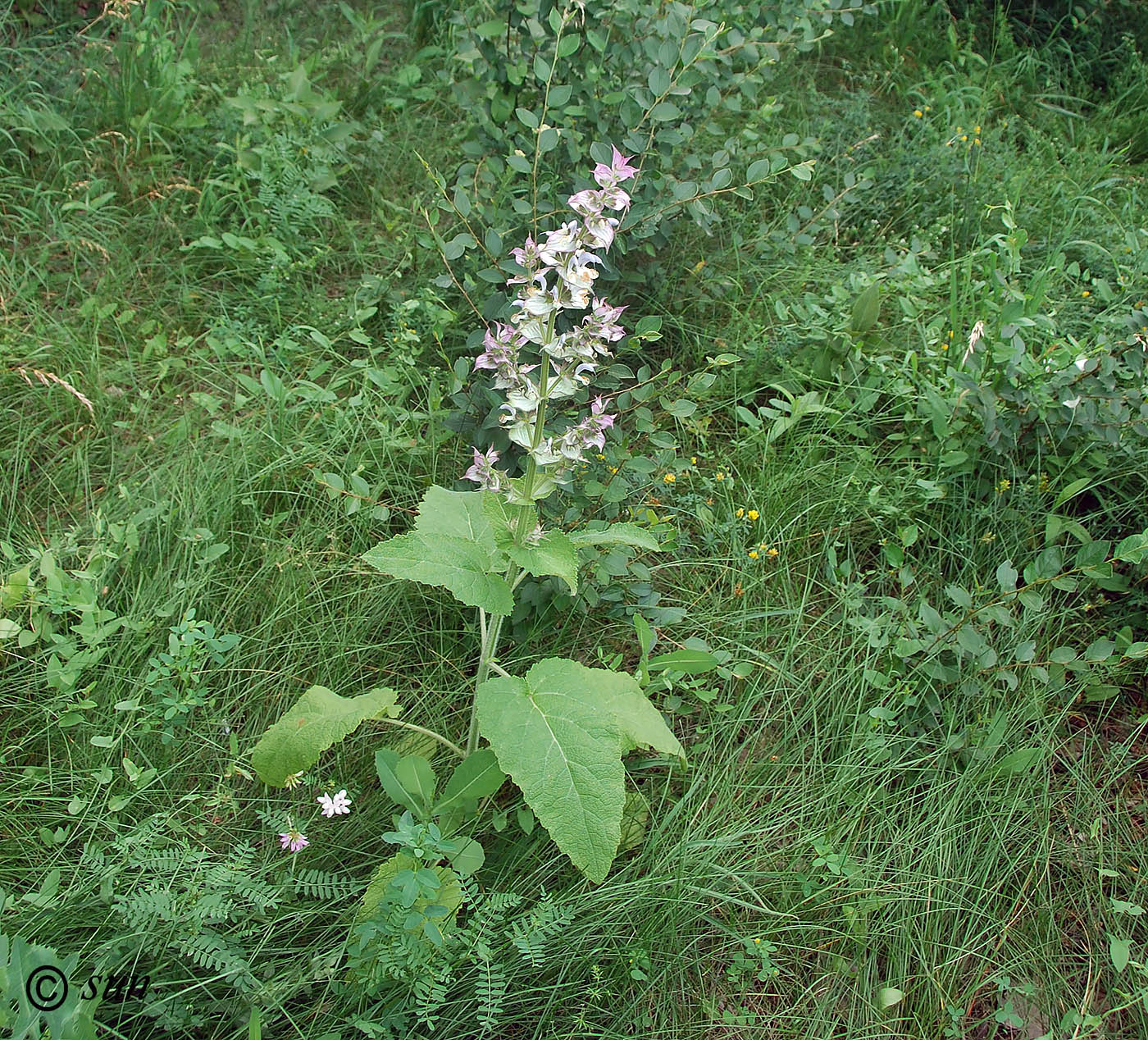 Image of Salvia sclarea specimen.