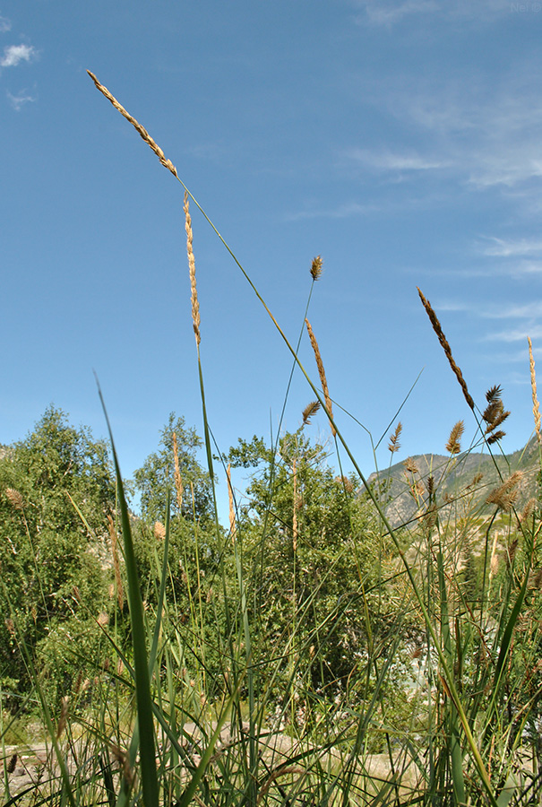 Image of genus Leymus specimen.