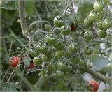 Lycopersicon esculentum
