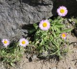 Erigeron venustus