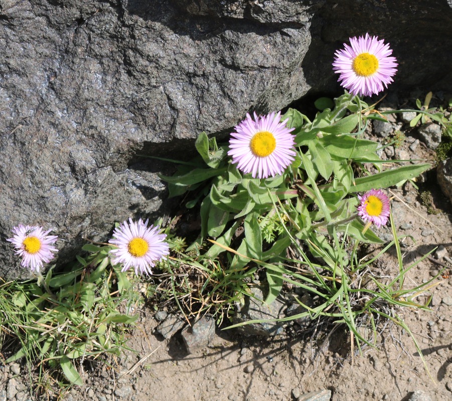 Image of Erigeron venustus specimen.