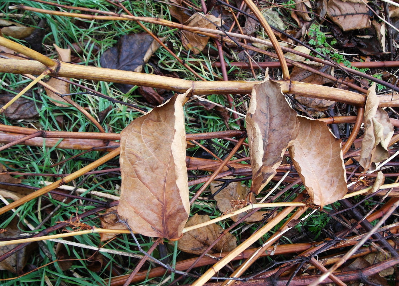 Image of Reynoutria &times; bohemica specimen.