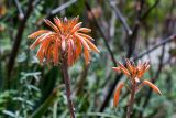 Aloe maculata. Верхушки побегов с соцветиями. Израиль, г. Иерусалим, ботанический сад университета. 01.05.2019.