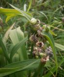 Tradescantia virginiana. Верхушка побега с плодами разной спелости. Тверская обл., Весьегонск, в культуре. 19 августа 2021 г.