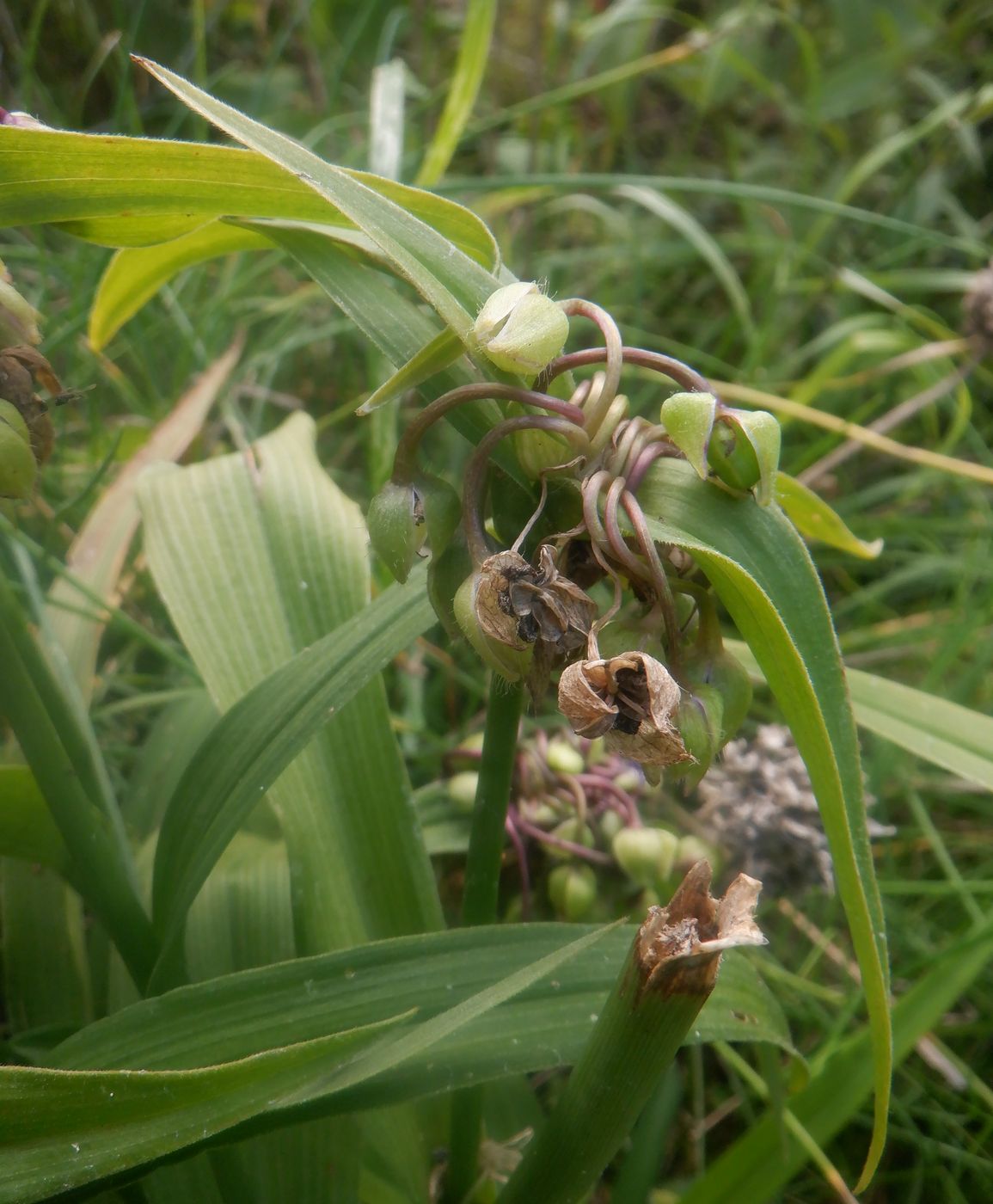 Изображение особи Tradescantia virginiana.