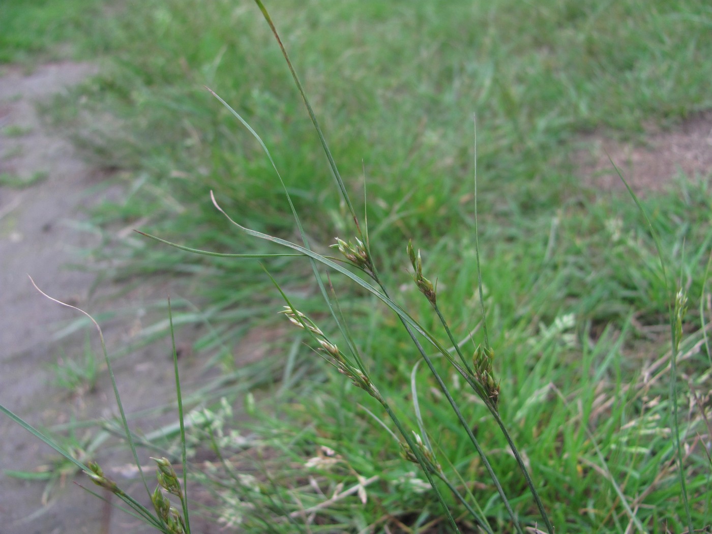 Image of Juncus tenuis specimen.