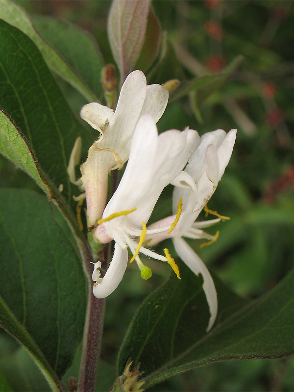 Image of Lonicera maackii specimen.