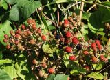 Rubus allegheniensis