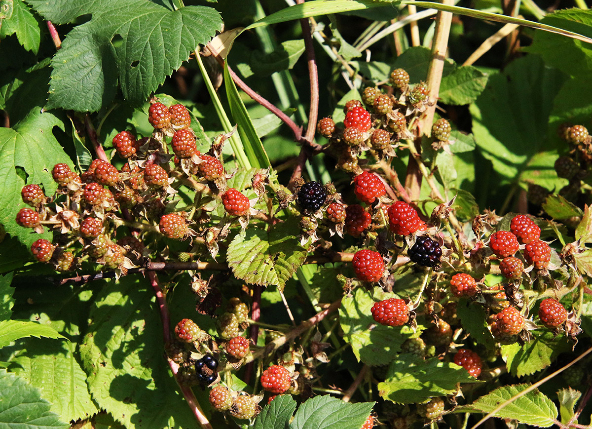 Изображение особи Rubus allegheniensis.