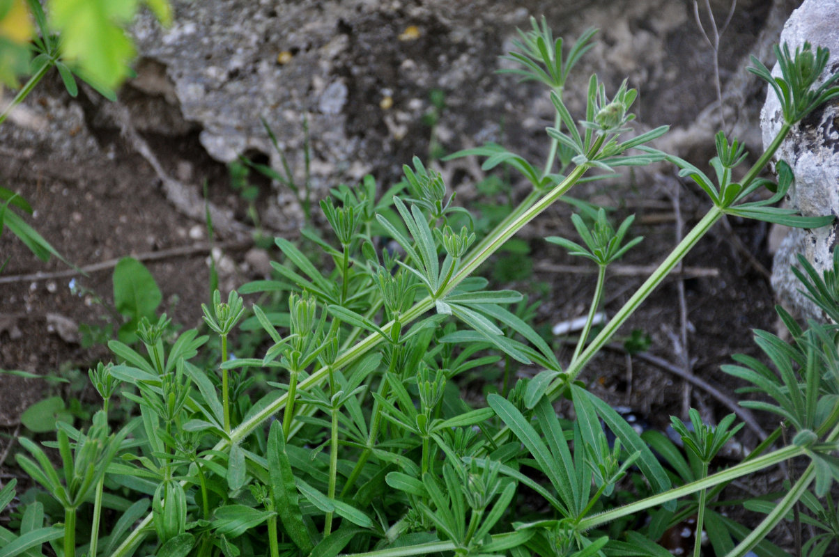 Image of Galium aparine specimen.