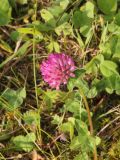 Trifolium pratense. Верхушка побега с соцветием. Костромская обл., Кологривский р-н, северная окраина с. Илешево, высокий берег р. Унжа, луг. 7 сентября 2020 г.