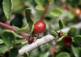 Rhamnus lycioides подвид oleoides. Часть опутанной паутиной веточки с плодом и повреждённым листом. Греция, Эгейское море, о. Парос, окр. пос. Дриос, возле дороги на холме. 01.06.2021.