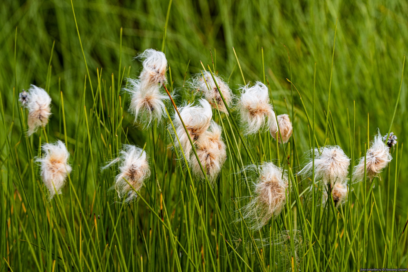 Image of genus Eriophorum specimen.