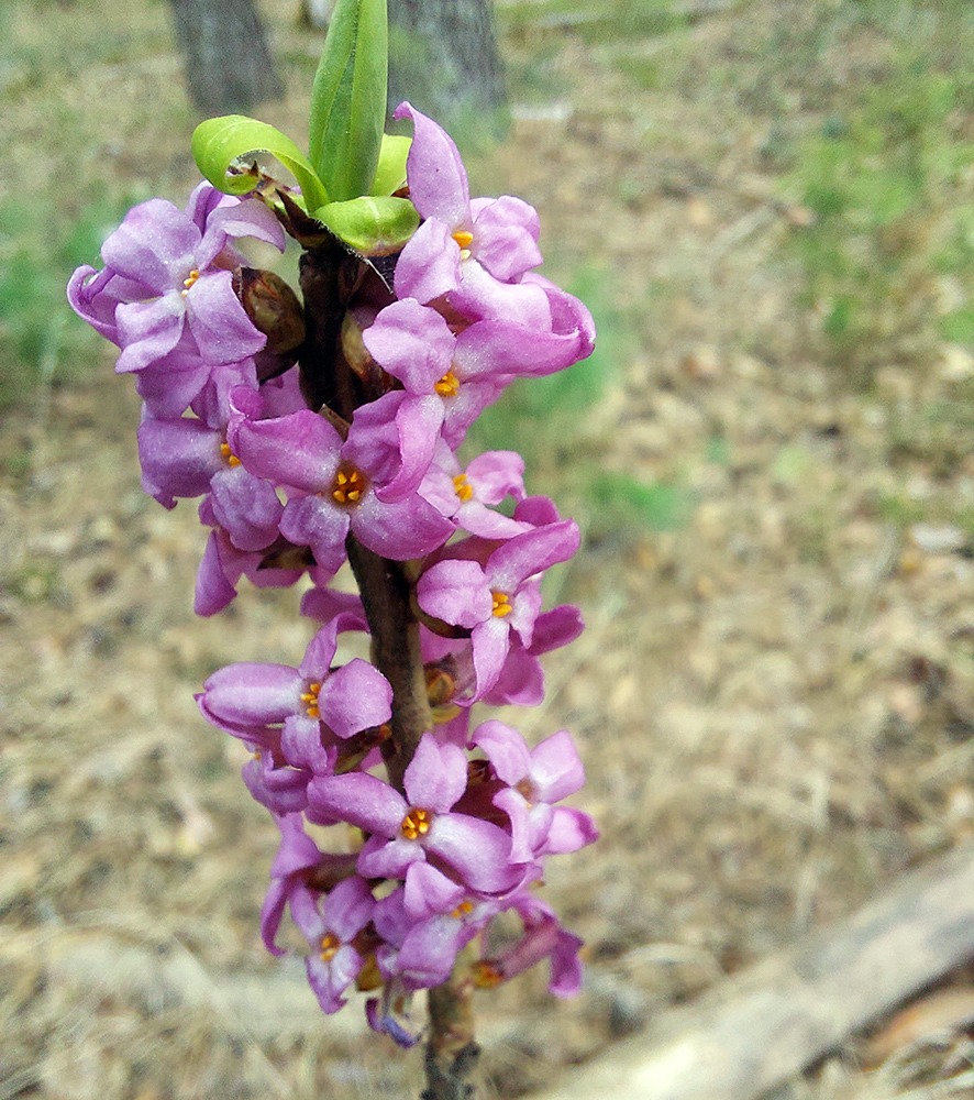 Изображение особи Daphne mezereum.