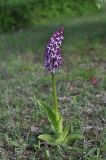 Orchis purpurea подвид caucasica. Цветущее растение. Грузия, край Квемо Картли, Тетрицкаройский муниципалитет, окр. села Гохнари, выс. 1500 м, поляна. 5 мая 2019 г.