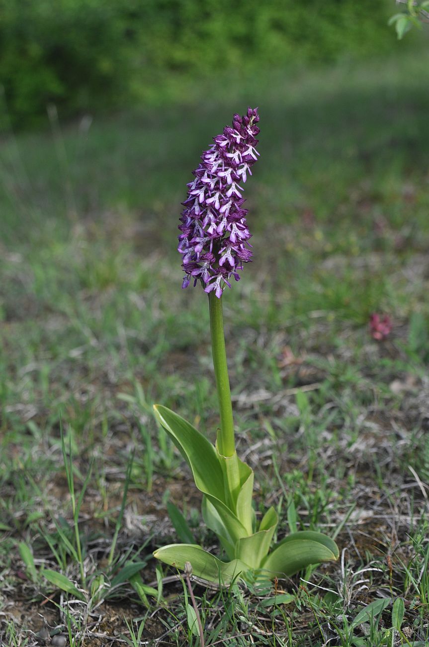 Image of Orchis purpurea ssp. caucasica specimen.