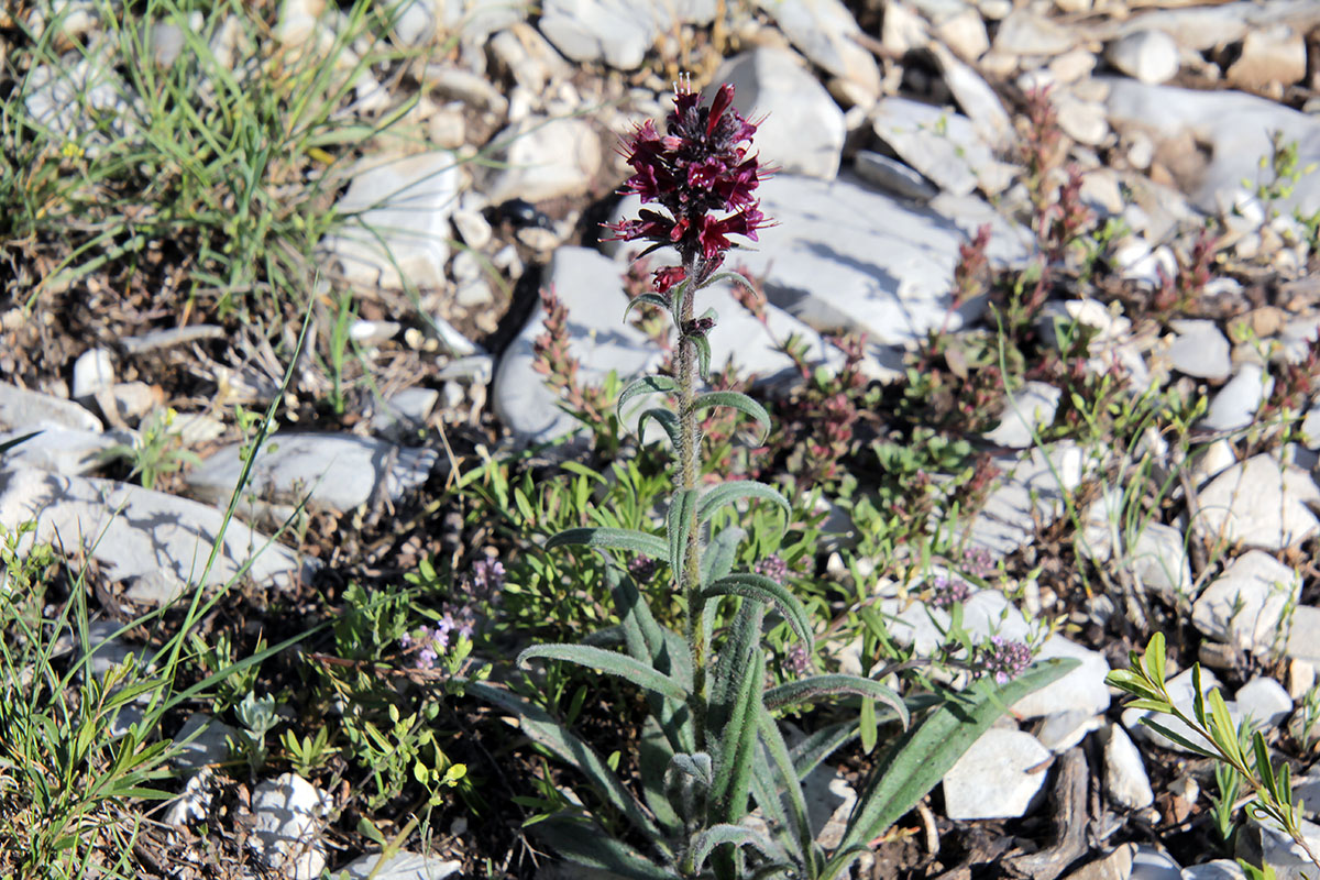 Изображение особи Echium russicum.