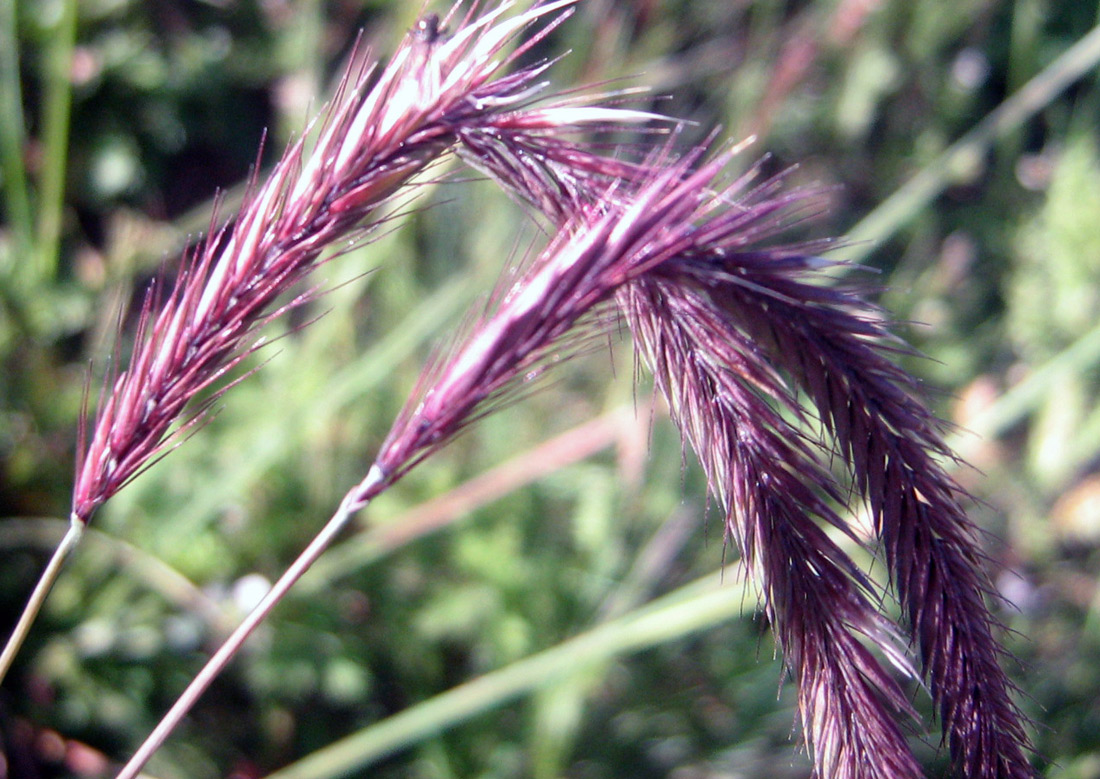 Image of Hordeum brevisubulatum specimen.