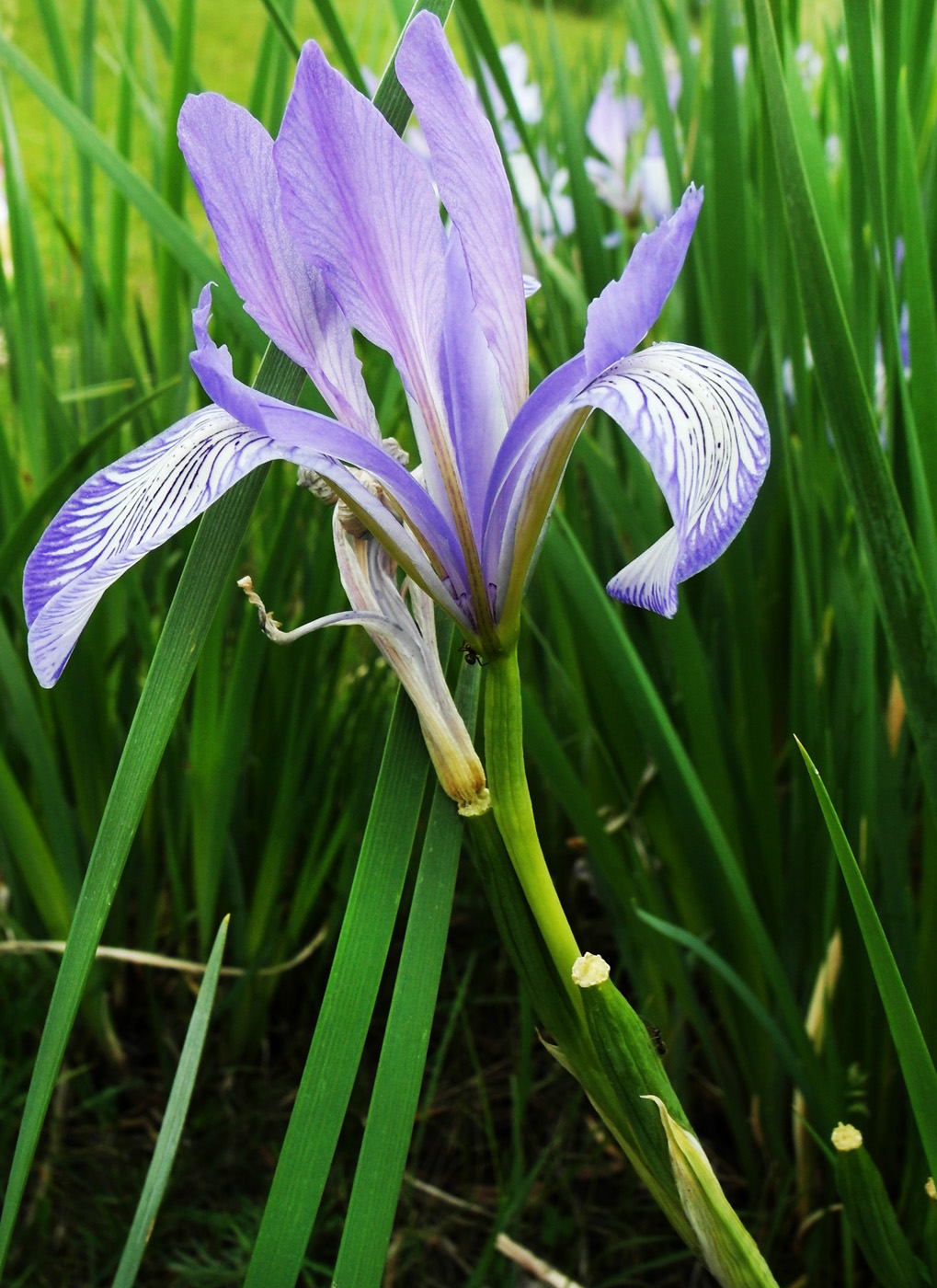 Изображение особи Iris pallasii.