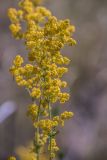 Galium verum