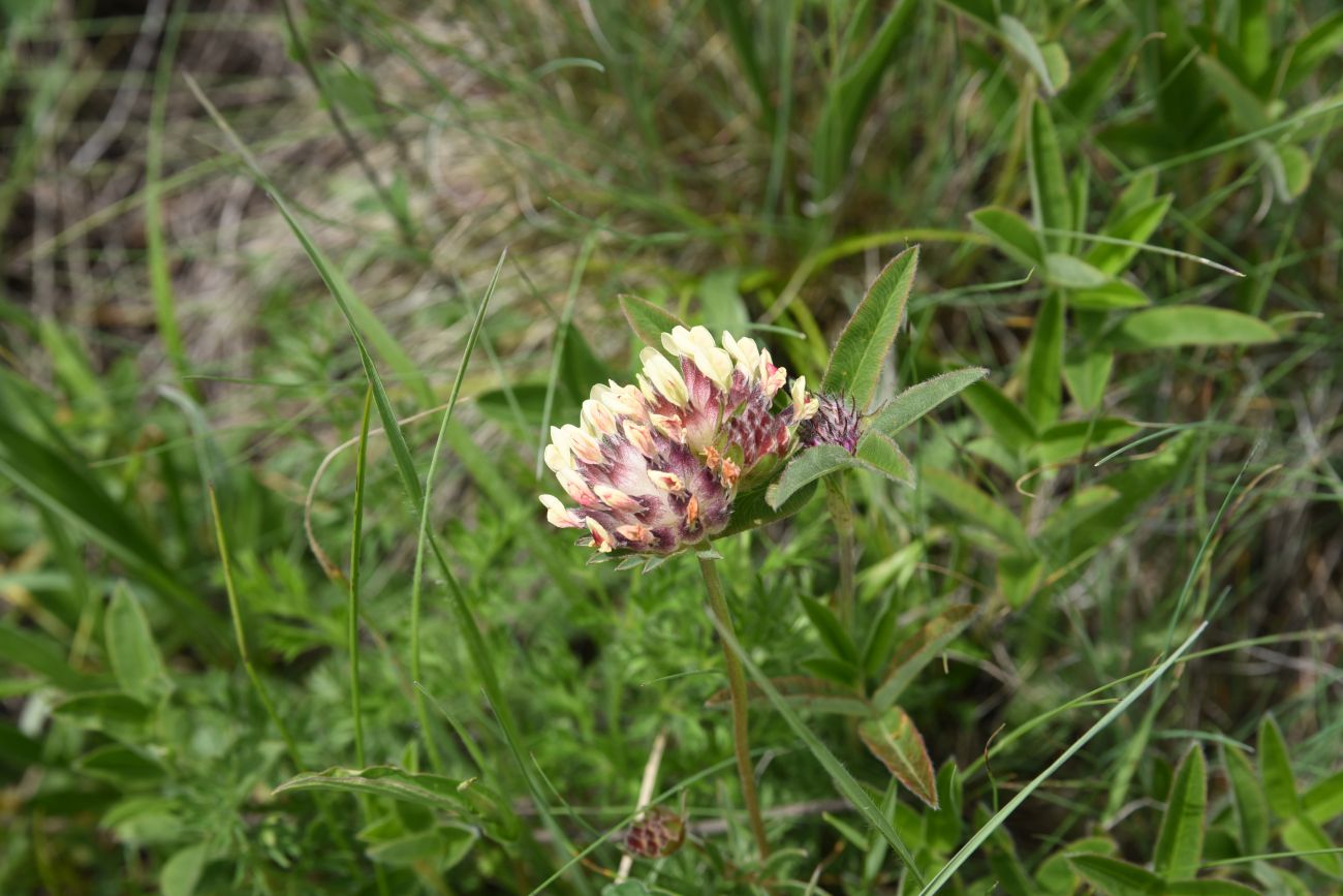 Image of Anthyllis variegata specimen.