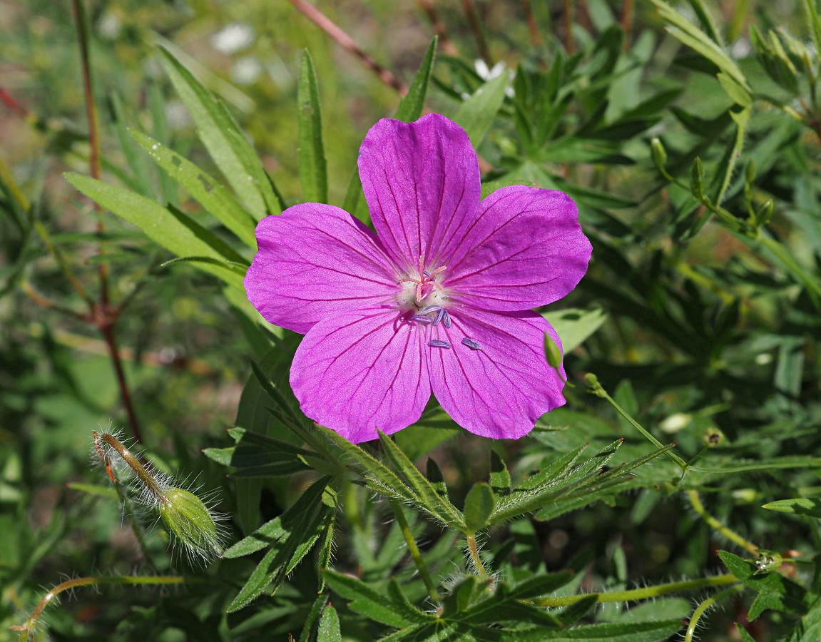 Изображение особи Geranium sanguineum.