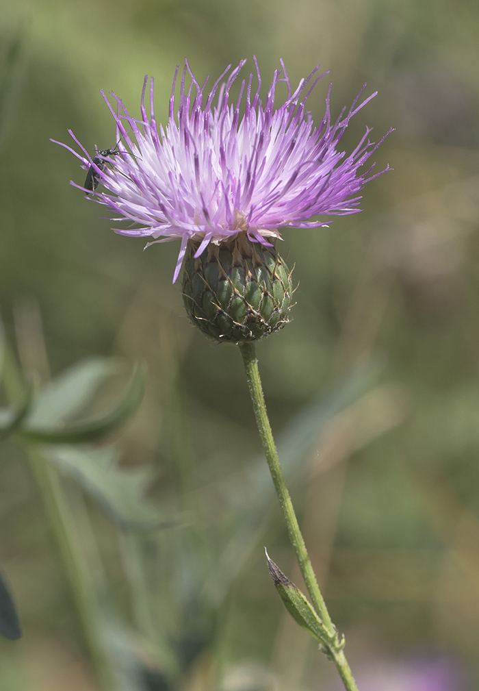 Image of Klasea radiata specimen.