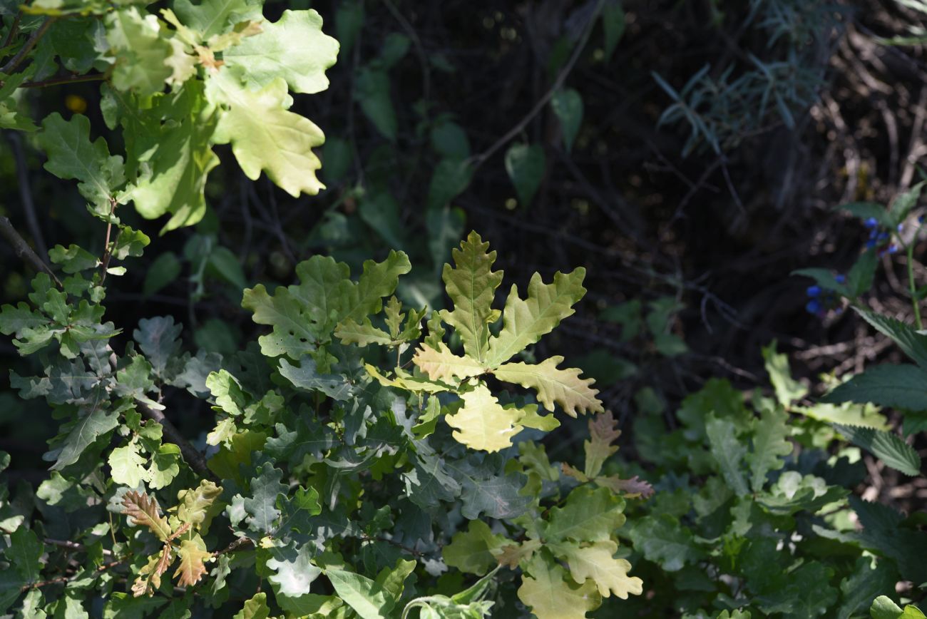 Image of genus Quercus specimen.