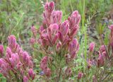 Castilleja rubra