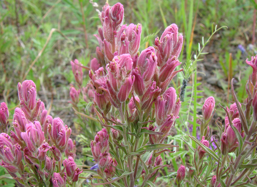 Image of Castilleja rubra specimen.