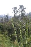 Saccharum spontaneum. Вегетирующее растение. Папуа Новая Гвинея, регион Уэстерн-Хайлендс, окр. Camp JJ Komane mambuno. 21.08.2009.