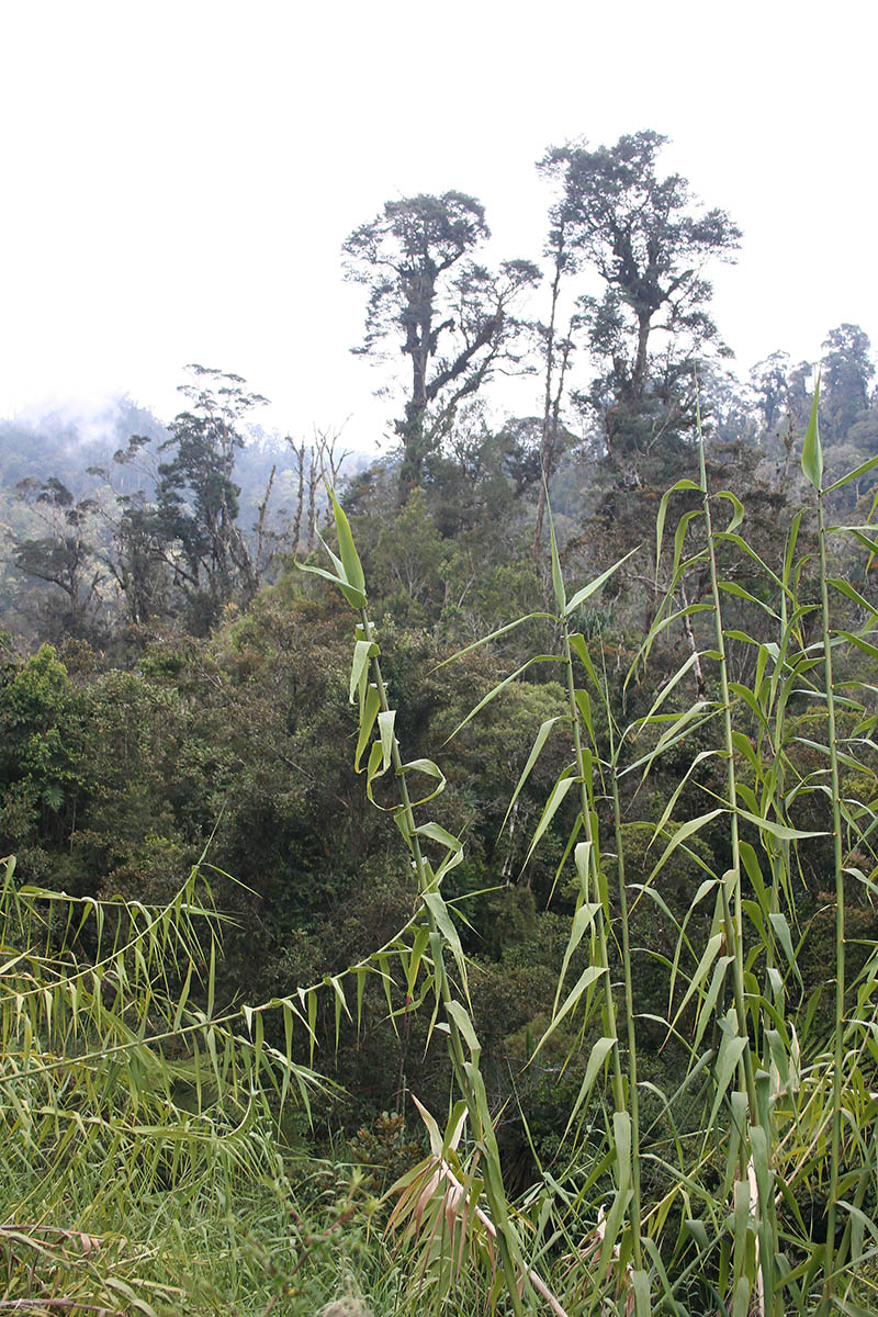 Image of Saccharum spontaneum specimen.