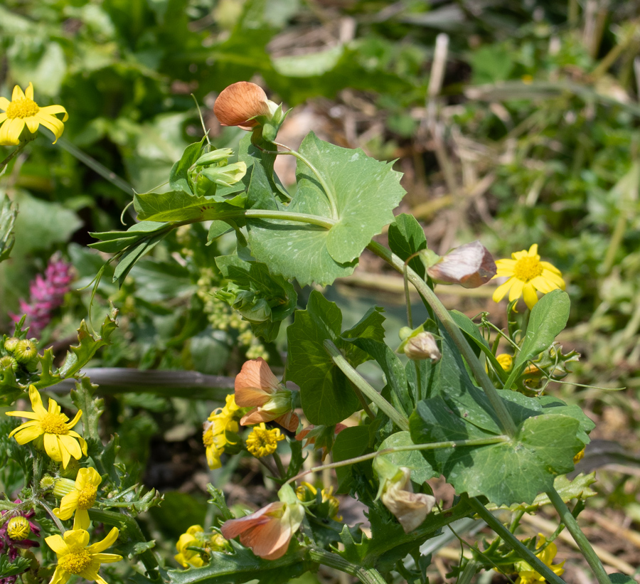 Изображение особи Lathyrus fulvus.