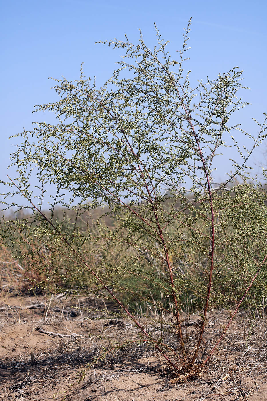 Image of Artemisia scoparia specimen.